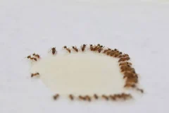 bekjempelse av maurproblemer